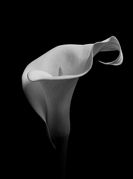 Phil Harbord - Arum Lily